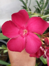 Nerium oleander 'Emile Sahut' / 'Scarlet Beauty'