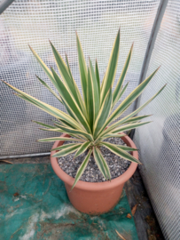Yucca gloriosa Variegata - 12 ltr