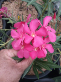 Nerium oleander 'Maestro'