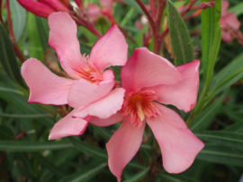 Nerium oleander 'Soleil Levant'