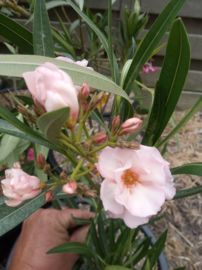 Nerium oleander 'Csilam'