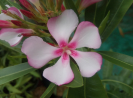 Nerium oleander 'Virginie'