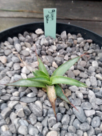 Agave 'Green Glow' - 3 ltr
