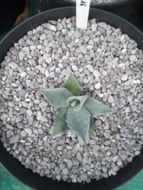 Agave ovatifolia 'Frosty Blue'   2.16 - 7,5 ltr