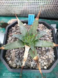 Agave utahensis var. kaibabensis - 2 ltr