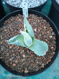 Agave ovatifolia 'Dwarf' - 1.05 - 3 ltr