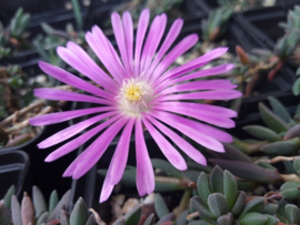 Delosperma 'Exotica Tolosa'