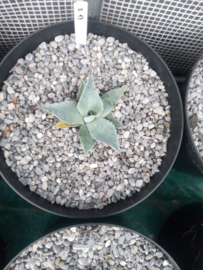 Agave ovatifolia 'Frosty Blue'   2.13 - 7,5 ltr