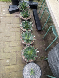 Agave montana - 01 - 7,5 ltr