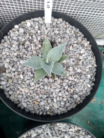 Agave ovatifolia 'Frosty Blue'   2.17 - 7,5 ltr