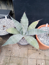 Agave chrysantha - 01 - 7,5 ltr