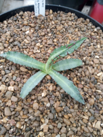 Agave x amourifolia 'Twisted Tongue'