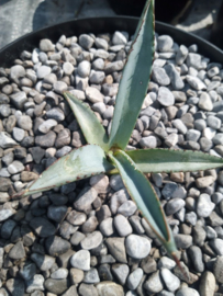 Agave nigra - 3 ltr