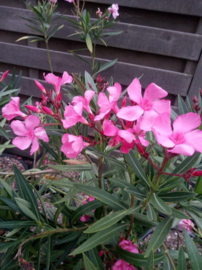 Nerium oleander 'Grandiflorum'