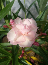 Nerium oleander 'Mrs. F. Roeding' / 'Rosée du Ventoux'