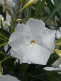 Nerium oleander 'Mont Blanc' / 'Magnolia Willis Sealy'