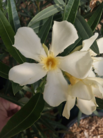 Nerium oleander 'Marie Gambetta'