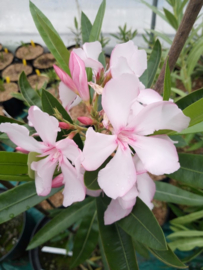 Nerium oleander 'Virginie'