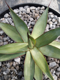 Agave romanii ( = Agave filifera x Agave celcii albicans ) - 01 - 3 ltr