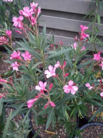 Nerium oleander 'Maurin des Maures'
