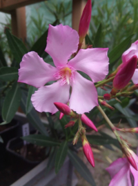 Nerium oleander 'Magaly'