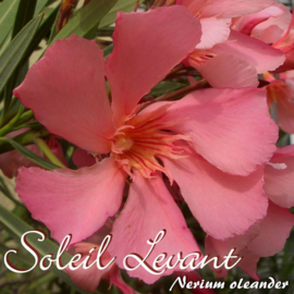 Nerium oleander 'Soleil Levant'