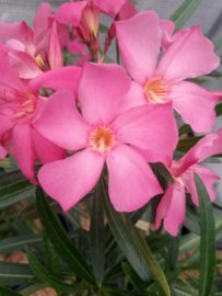 Nerium oleander 'Monts Saint Cyr'