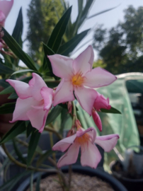 Nerium oleander 'Eole'