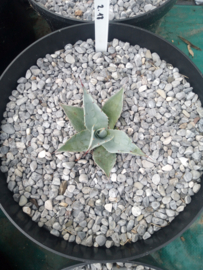Agave ovatifolia 'Frosty Blue'   2.18 - 7,5 ltr