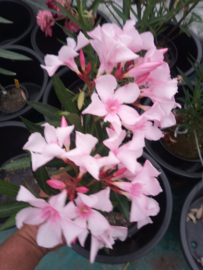 Nerium oleander   'Villa Romaine'