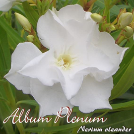 Nerium oleander 'Album Plenum'