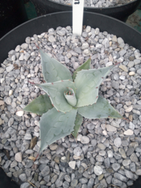 Agave ovatifolia 'Frosty Blue'   2.18 - 7,5 ltr