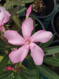 Nerium oleander 'Taurus'