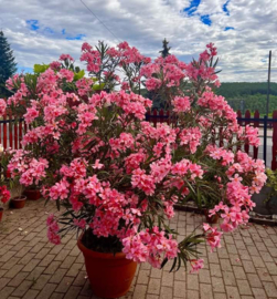 Nerium oleander 'Tito Poggi'