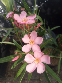 Nerium oleander 'Dottore Attilio Ragionieri' / 'Dr. Ragione'