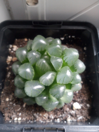 Haworthia (onbekend) 1