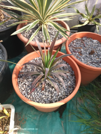 Yucca desmetiana (Yucca aloifolia 'Purpurea') - 03 - 12 ltr