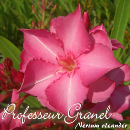 Nerium oleander 'Professeur Granel'