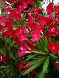 Nerium oleander 'Hardy Red' (Origineel)