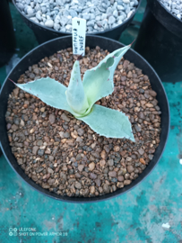 Agave ovatifolia 'Dwarf' - 1.04 - 3 ltr