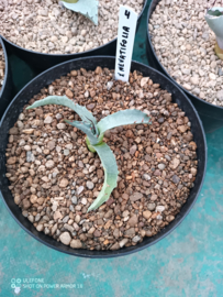 Agave x nevatifolia - 1.04 - 3 ltr