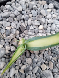 Agave guiengola 'Mediopicta Aurea' - 01 - 2 ltr