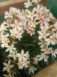 Nerium oleander 'Angiolo Pucci'