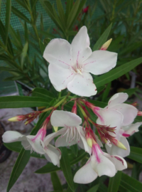 Nerium oleander 'Harriet Newding'