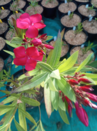 Nerium oleander 'Paseo'