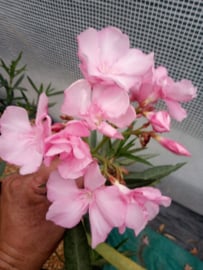 Nerium oleander 'I Care'