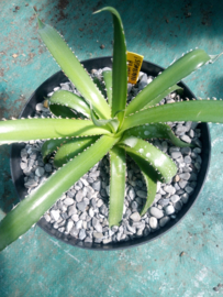 Agave horrida 'Perotensis' - 3 ltr