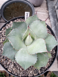 Agave ovatifolia 'Emerald'   1.01 - 10 ltr