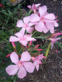 Nerium oleander 'Magaly'