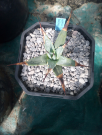 Agave utahensis var. kaibabensis - 2 ltr